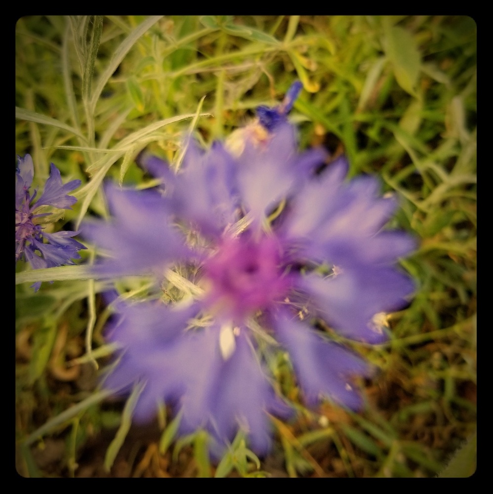 Meet your Posher, Chrissylea smoke, pet free